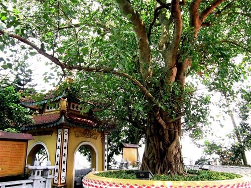 Cây Bồ đề trồng trước nhà mang lại điều tốt hay xấu?