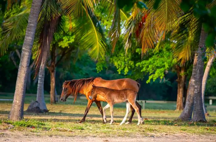 Wild Horses Playing Against a Lush Green Backdrop