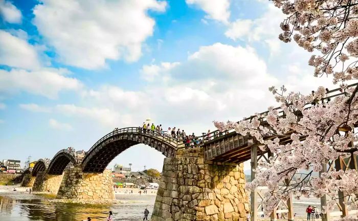 Cherry blossoms and Kintai Bridge in Iwakuni, Yamaguchi, Japan