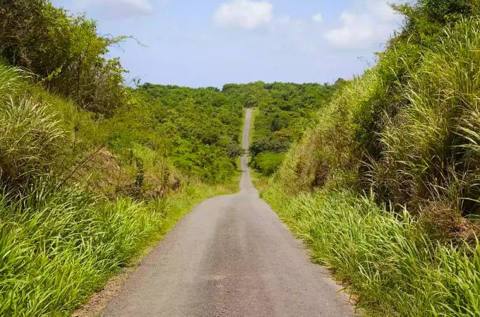 A quiet country road winding through Vieques, Puerto Rico