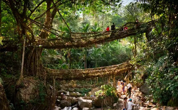 Double-decker tree root bridge in India