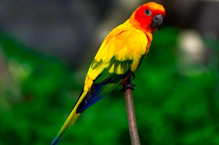 A sun conure parrot surrounded by tropical scenery.