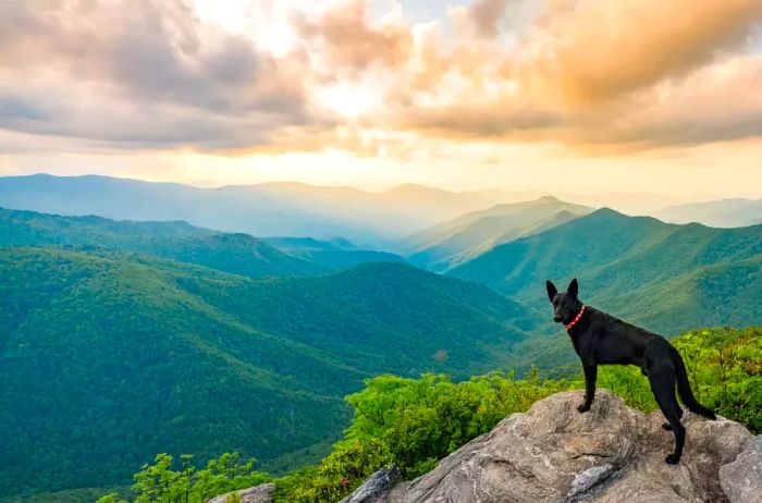 A dog gazes at the mountains beyond Waynesville