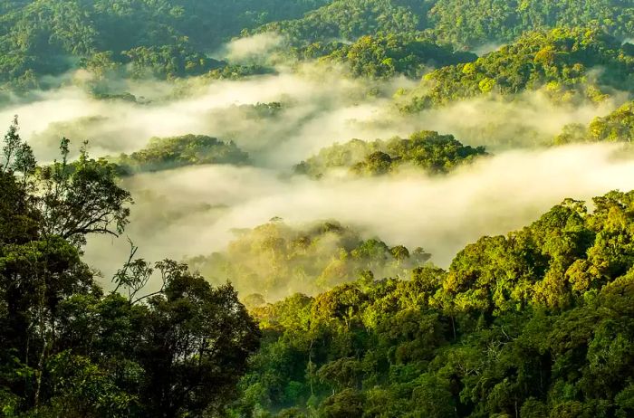 Misty sunrise over Nyungwe Forest National Park, Rwanda