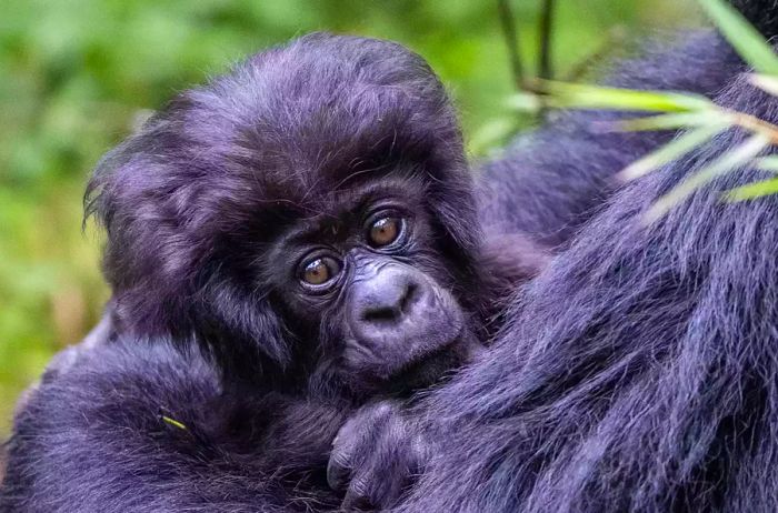 Gorillas in Rwanda