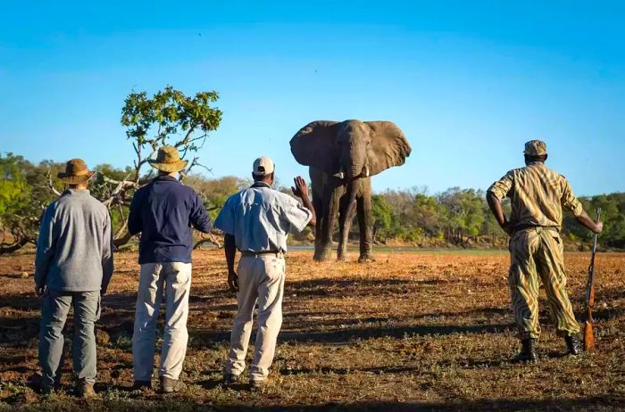 African Icons in South Luangwa National Park, Zambia