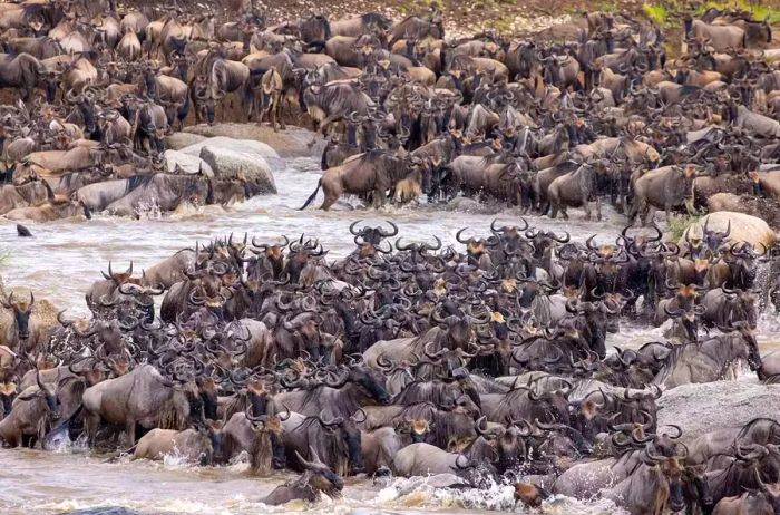 The Great Migration in Northern Serengeti, Tanzania