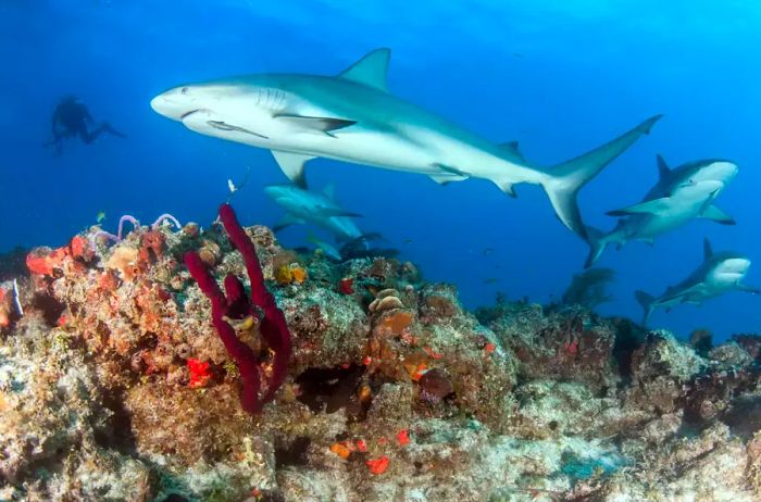 Divers swimming with Reef Sharks