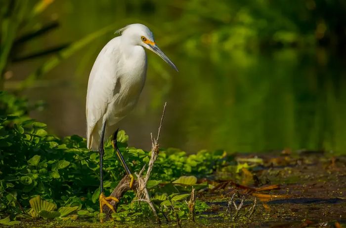 Close-up of an egret perched on a tree