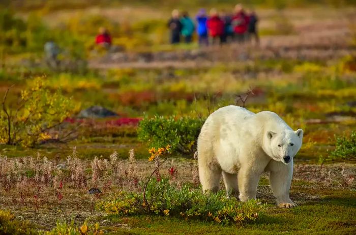 Polar Bears in Hudson Bay