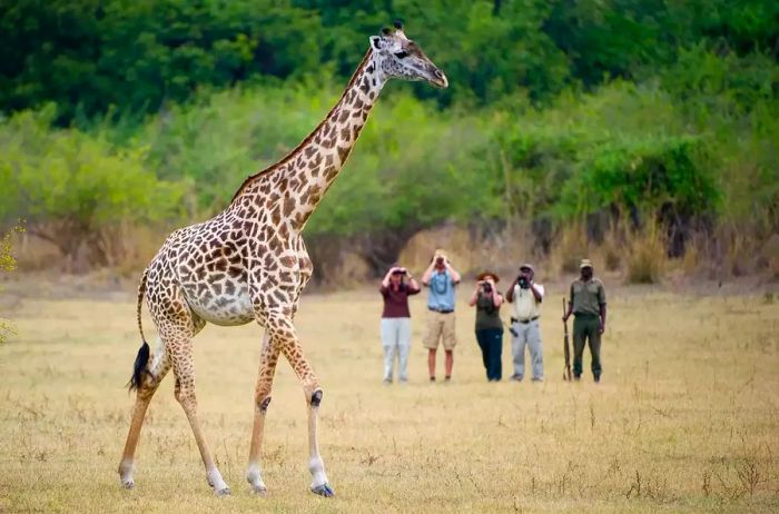 African Icons in South Luangwa National Park, Zambia