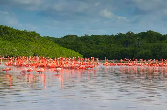 View of pink flamingos in Celestún National Park, Mexico