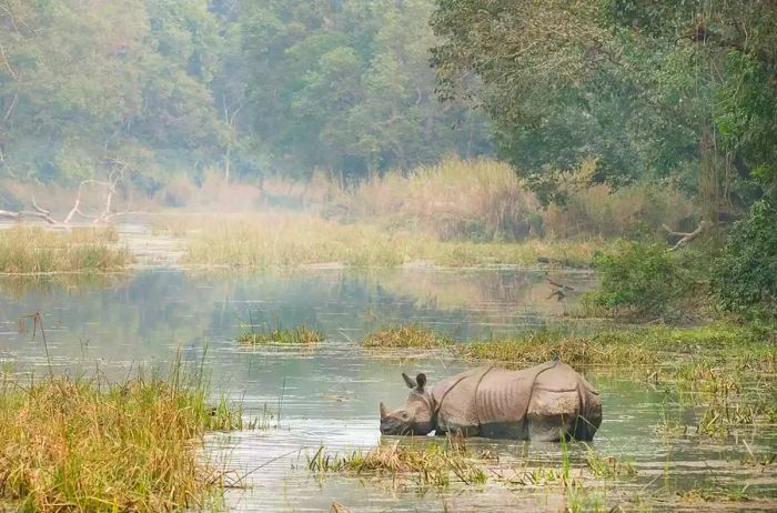 Greater one-horned rhinoceros in Chitwan National Park, Nepal