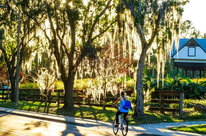 University of Florida, biker on Museum Road trees with Spanish moss, in Gainesville, Florida