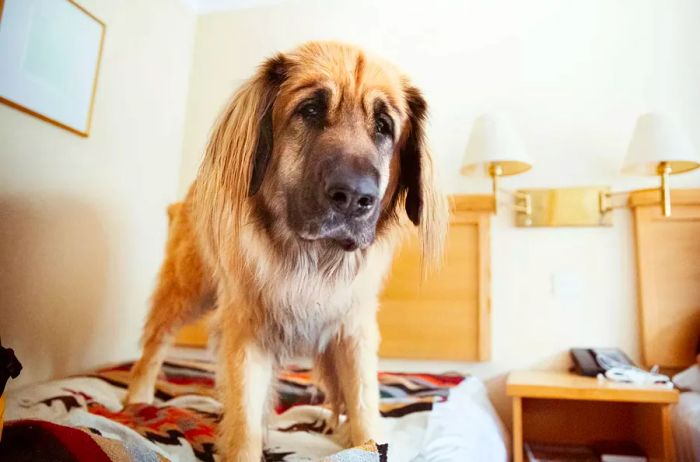 Leonberger dog in hotel room