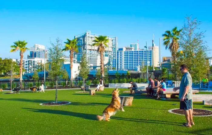 Barrymore Hotel in Tampa, Florida: pet-friendly paradise