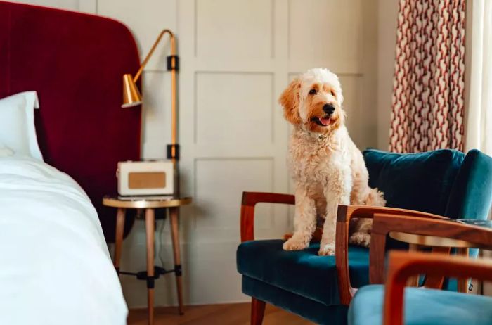 Adorable golden doodle peering out the window from a chic bedroom chair.