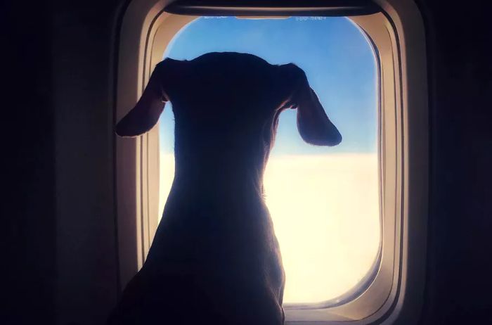 Dog gazing out of an airplane window