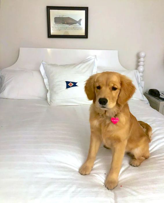 baron's cove sag harbor ny pet-friendly hotel for dogs