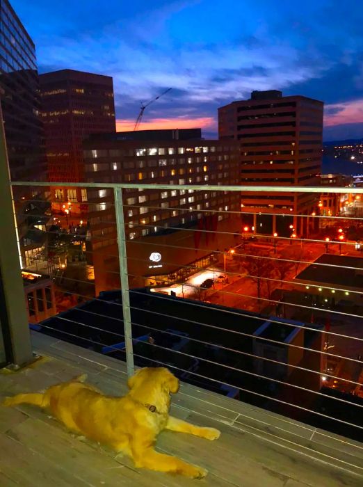 Bobby Hotel in Nashville: Dog-friendly and pet-friendly