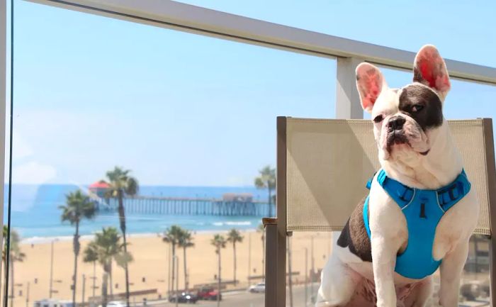 Pasea Hotel in Huntington Beach, CA: a dog-friendly haven