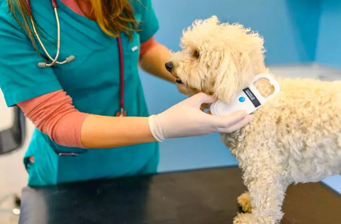 Veterinarian scanning a microchip of a fluffy white dog.