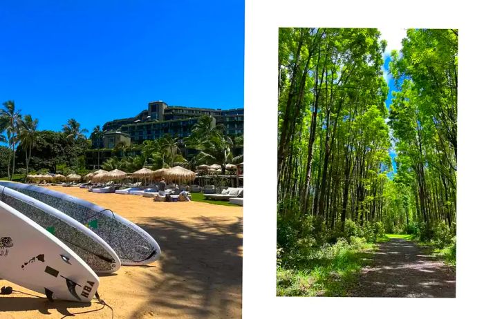 Surfboards and paddleboards available on the beach at 1Hotel Hanalei Bay, with tall trees visible from hiking trails.