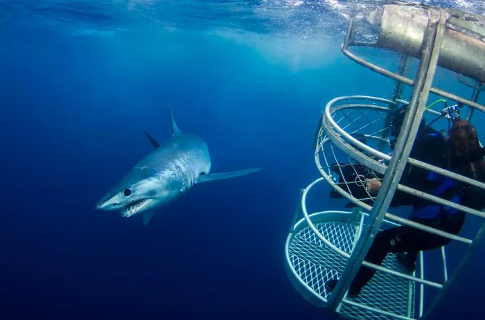 Experience the thrill of swimming with sharks in Port Lincoln, Australia.