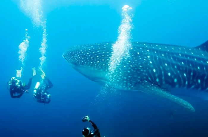 Divers swimming alongside a massive whale shark.