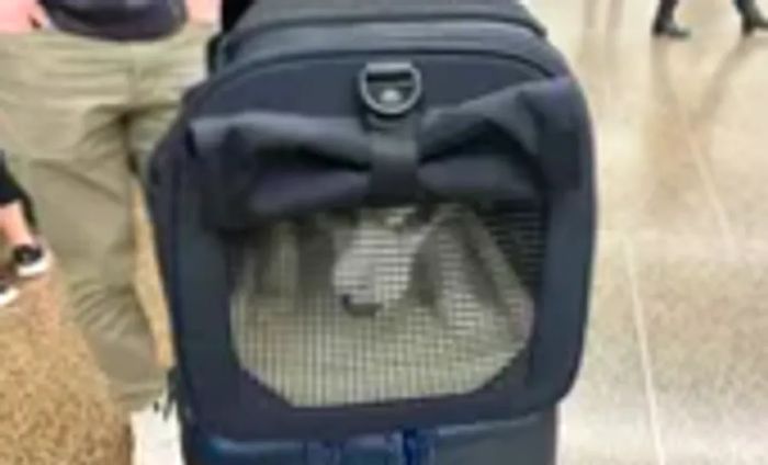 Away The Pet Carrier