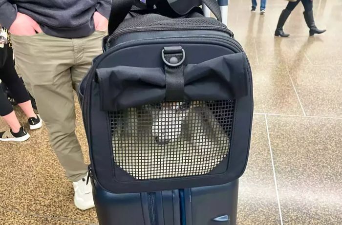 Away The Pet Carrier