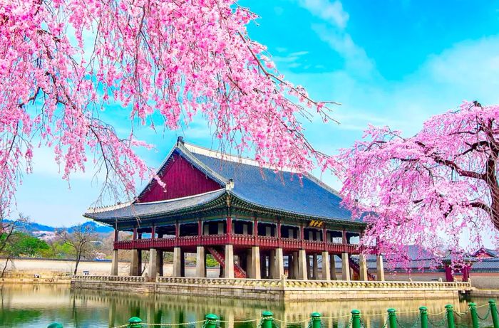 A stunning view of cherry blossoms with one of Gyeongbokgung Palace's pavilions in the background.