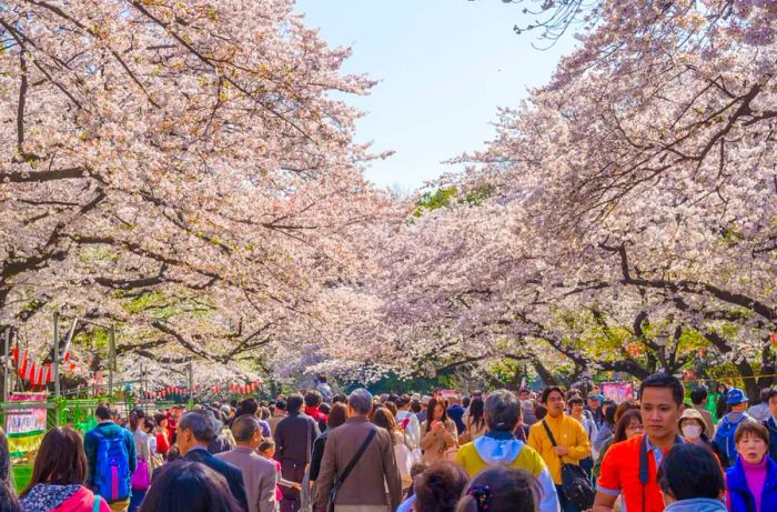 Sakura Festival held at Ueno Park