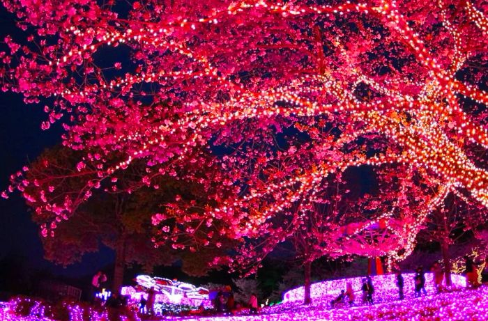 A stunning view of the Sagamiko Sakura Festival alongside Sagamiko Illumillion