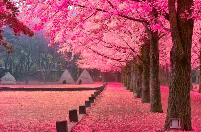 The romantic charm of Nami Island is enhanced by blooming cherry blossoms and other vibrant flowers.