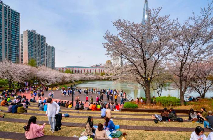 Visitors flock to Seokchon Lake Park to soak in the picturesque views of the lake adorned with cherry blossoms.