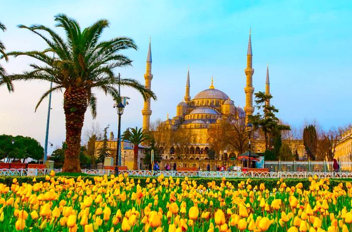 Vibrant yellow tulips blooming in front of the Blue Mosque