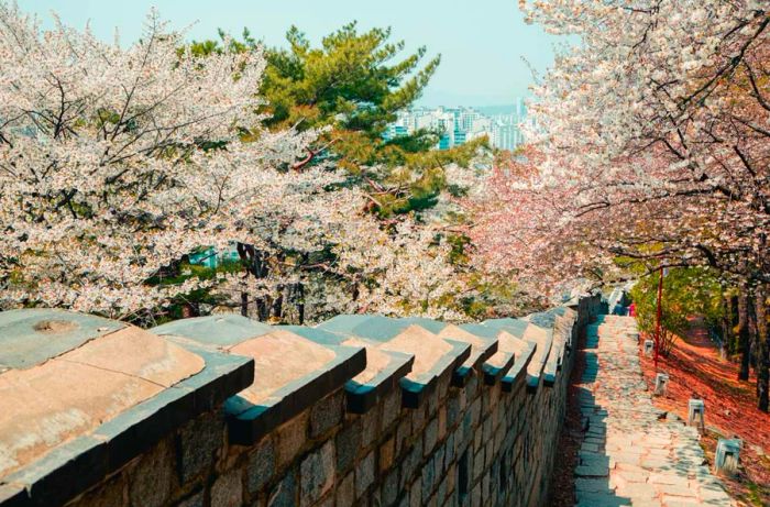 Cherry blossoms line the walls of Hwaseong Fortress.