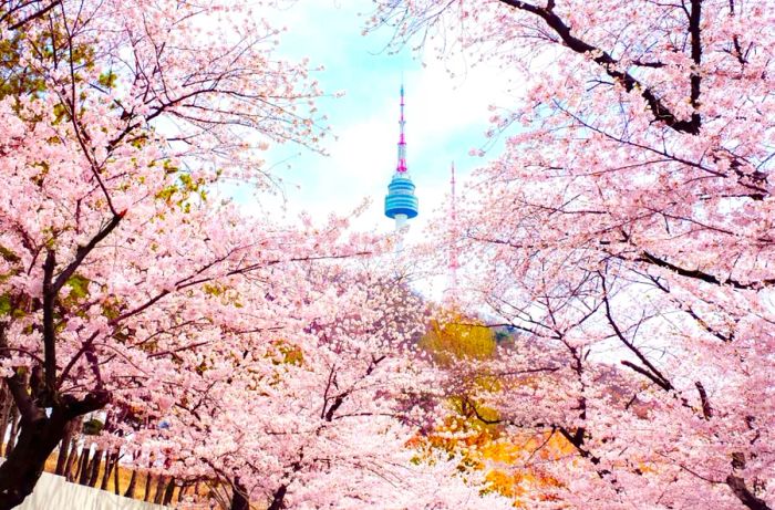 South Korea adorned with cherry blossoms in springtime