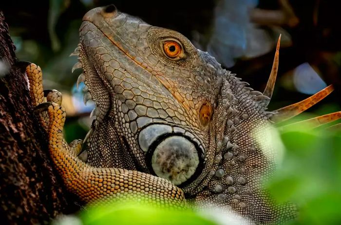 A close-up image of an iguana in Costa Rica.