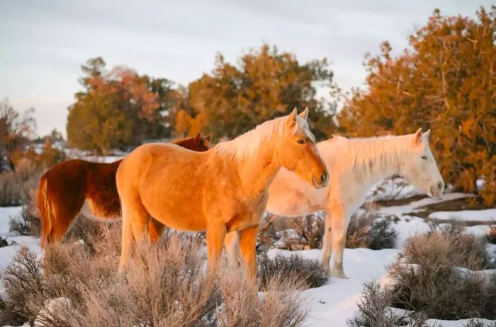 Navajo Life in Winter at Canyon de Chelly