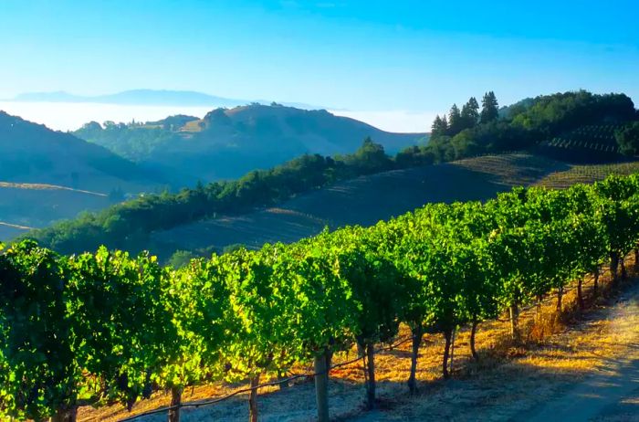 Vineyards and Fog in Napa Valley