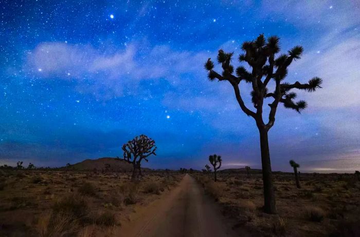 A Night Drive Through the Desert Among Joshua Trees