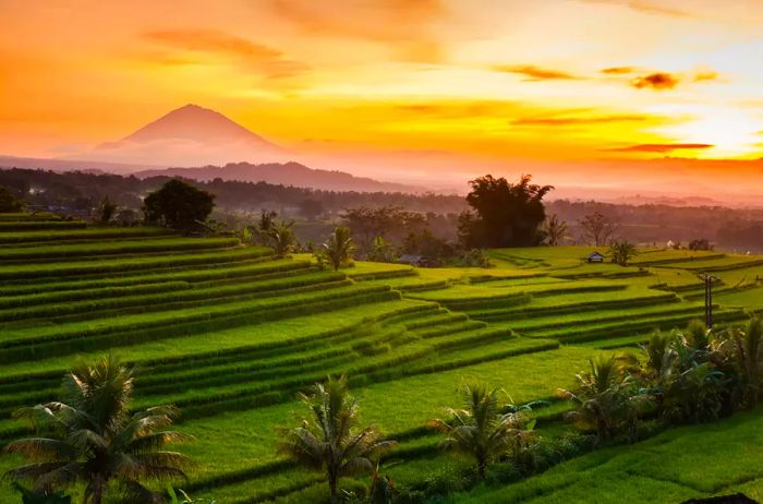 A picturesque sunset over rice terraces with a volcano in Bali.