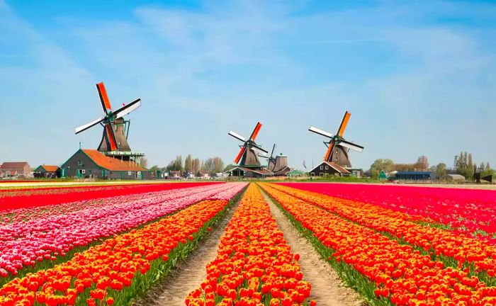 Tulips in The Netherlands