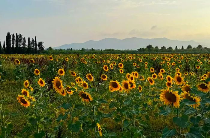 Sunflower Fields in Grosseto, Italy