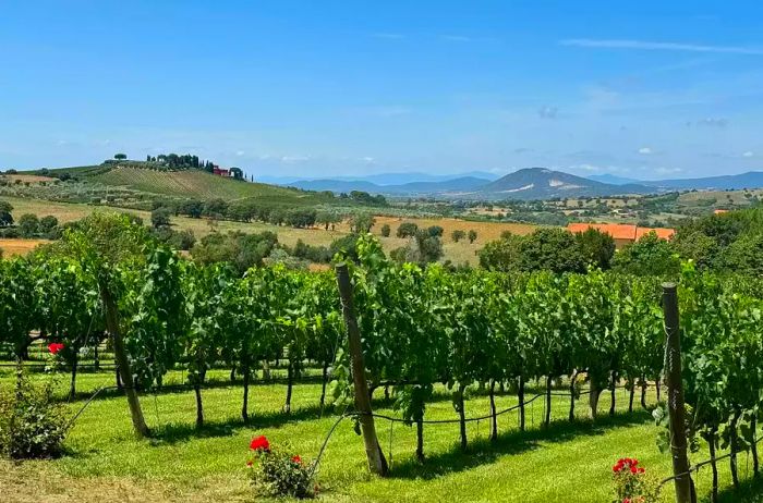 Val della Rose vineyard located in Grosseto, Italy