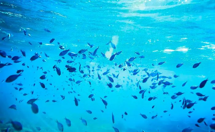 A vibrant school of Blue Green Reef Chromis at Rib Reef, located off the coast of Orpheus Island within the central Great Barrier Reef.