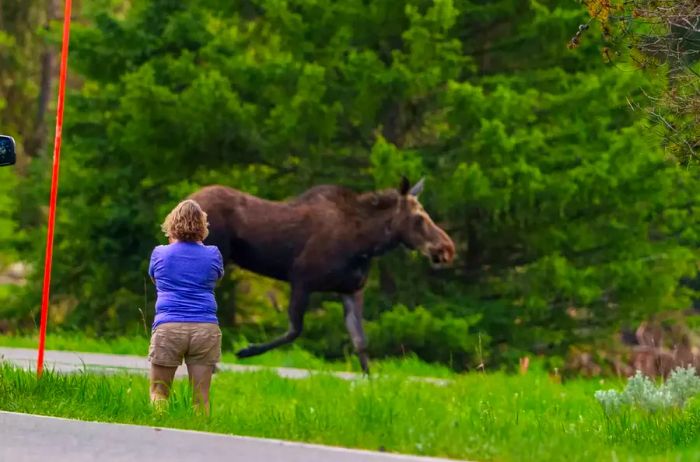 A woman too close to a moose in Yellowstone