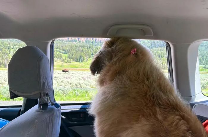 A dog in a car gazing out the window